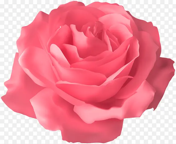 迷人的粉红色玫瑰