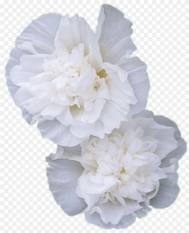 白色的花美丽植物