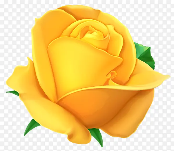 黄玫瑰美丽迷人