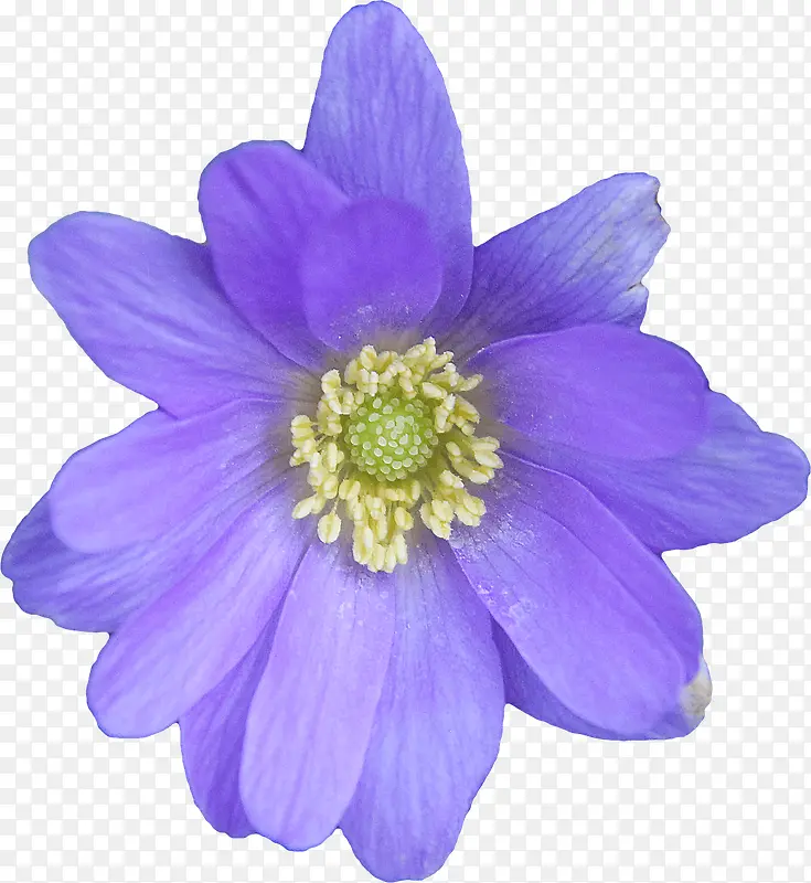 蓝色美丽花朵