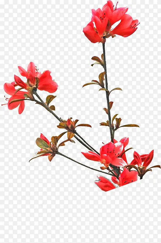 红色鲜艳花朵装饰