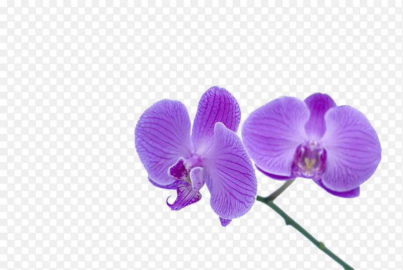 两朵紫色蝴蝶兰