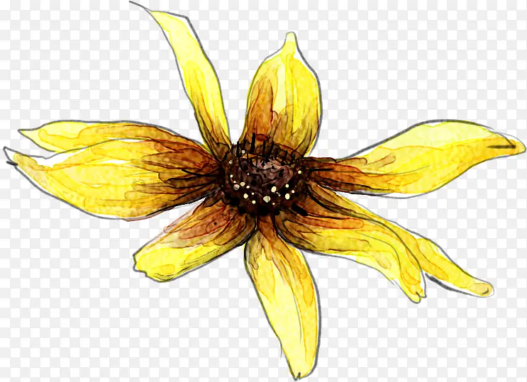 手绘鲜艳黄花插画