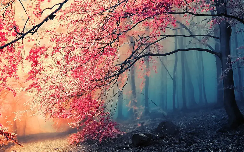 森林里的红色枫叶海报背景