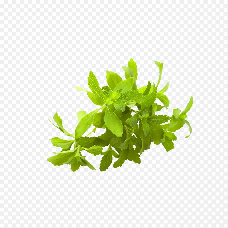 绿色水草