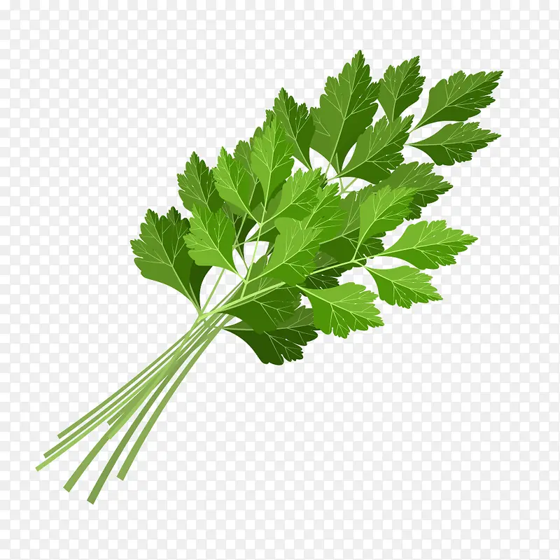 绿色植物蔬菜芹菜