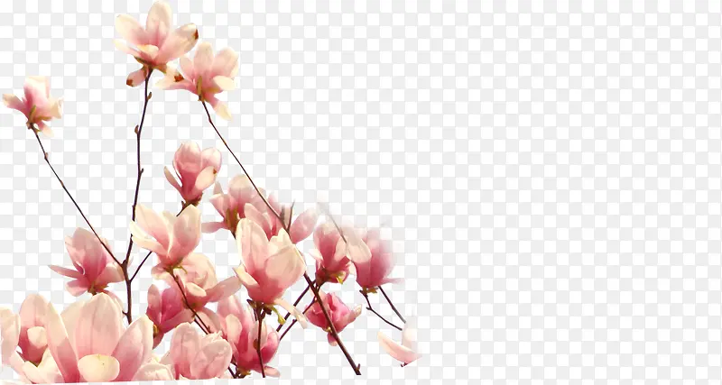 粉色艺术花朵美景