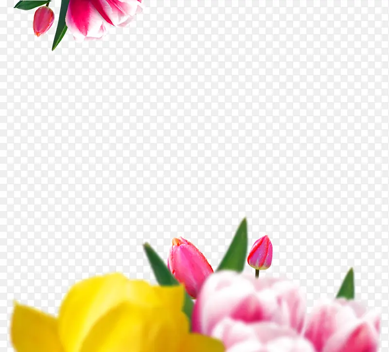 花朵郁金香边框装饰