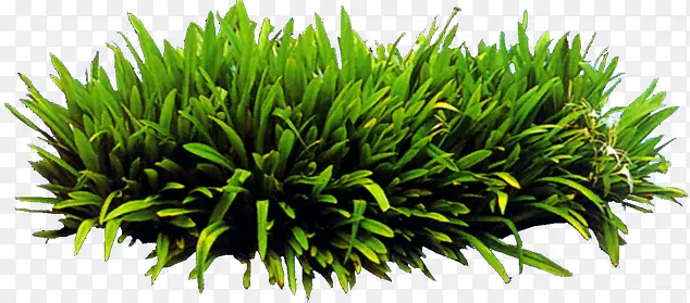 高清摄影绿色草本植物水草