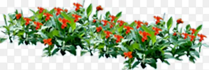 红色小花绿色植物