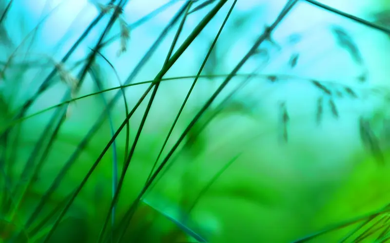 清新绿色植物风景
