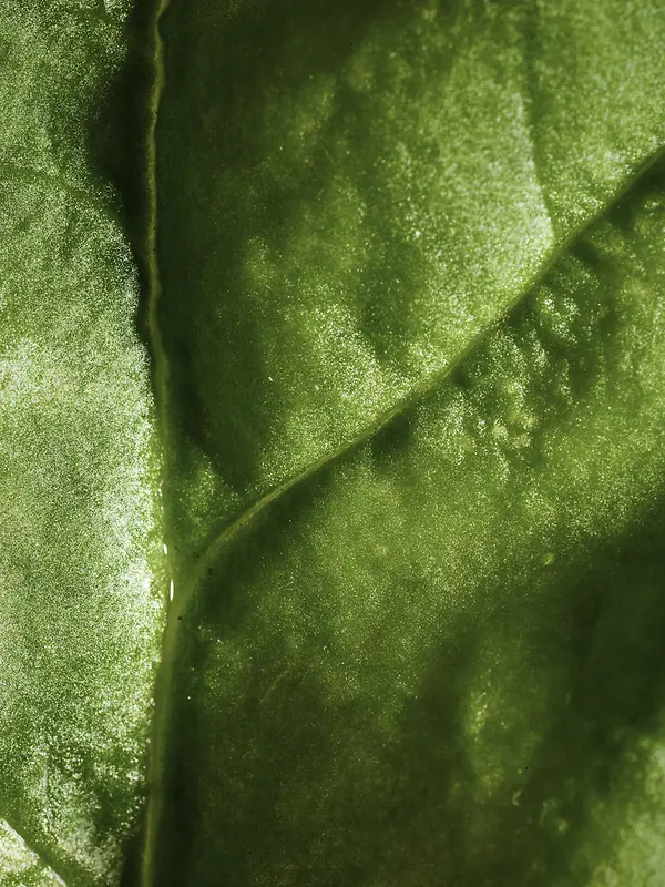 绿色植物表面叶脉高清摄影