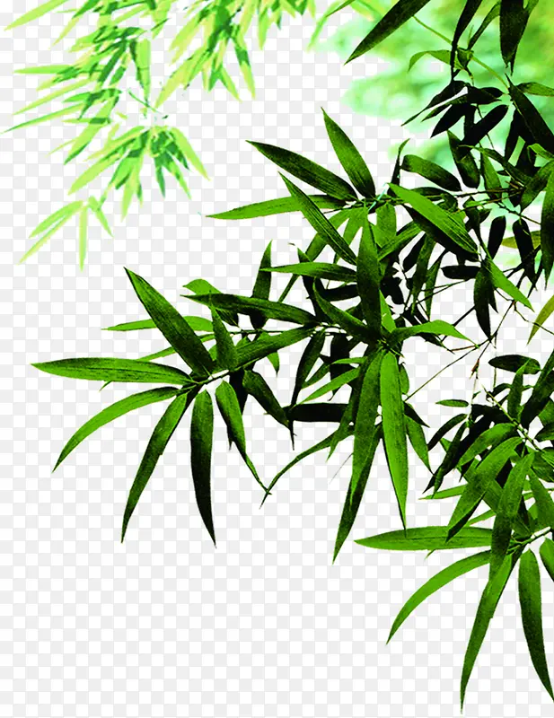 绿色植物树叶海报装饰
