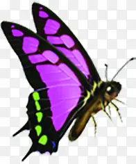 紫色唯美装饰蝴蝶