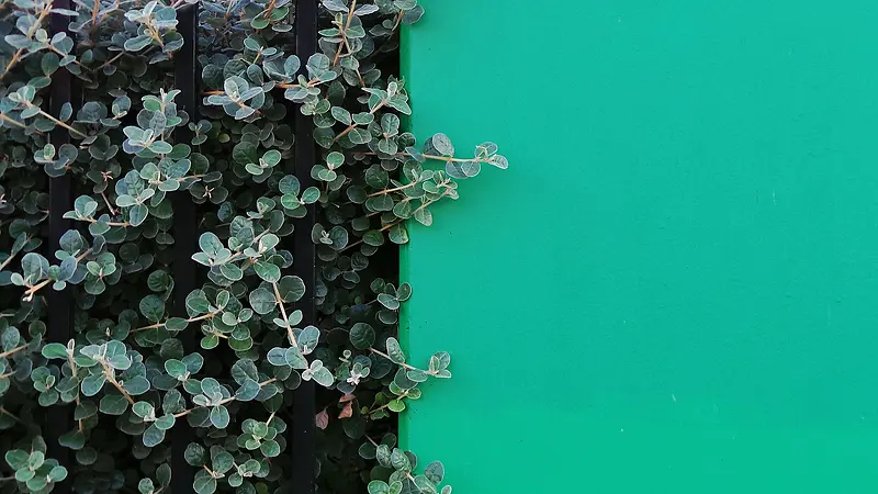 清新绿色植物墙元素