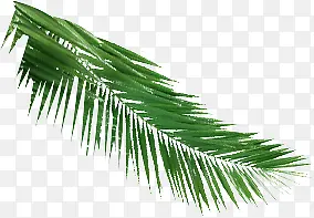绿色植物棕榈叶矢量免抠图