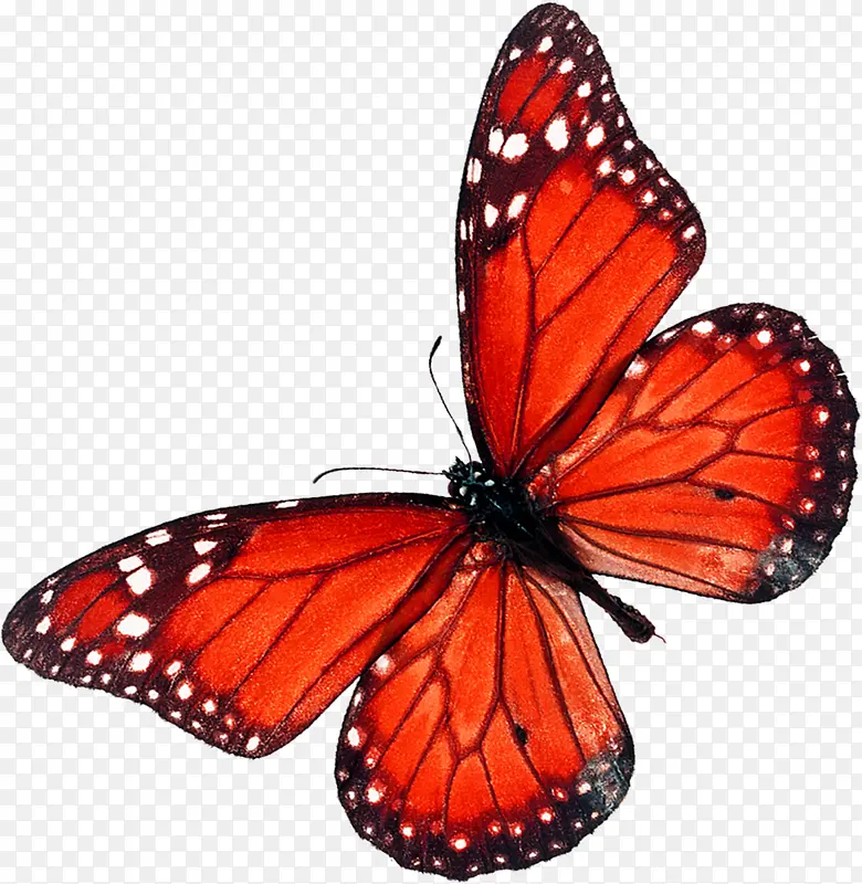 红色古典蝴蝶装饰