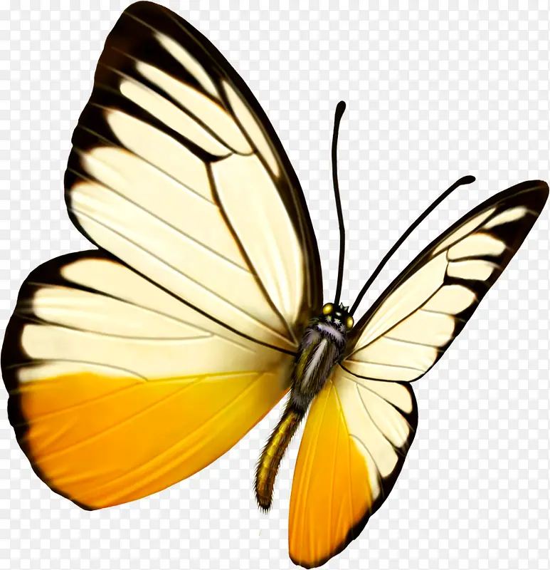 黄白色高清蝴蝶装饰
