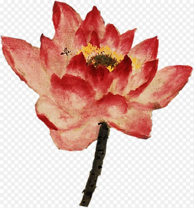 手绘红色水彩莲花