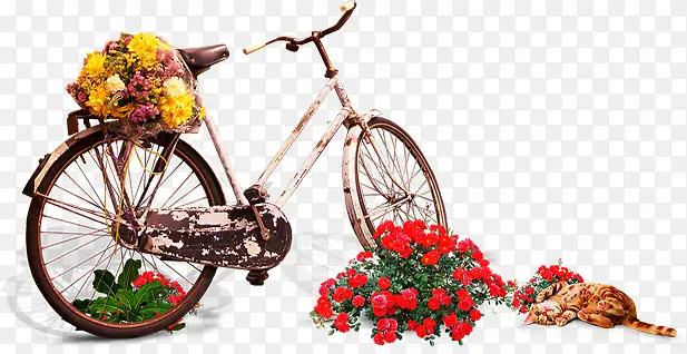 花朵单车猫咪惬意