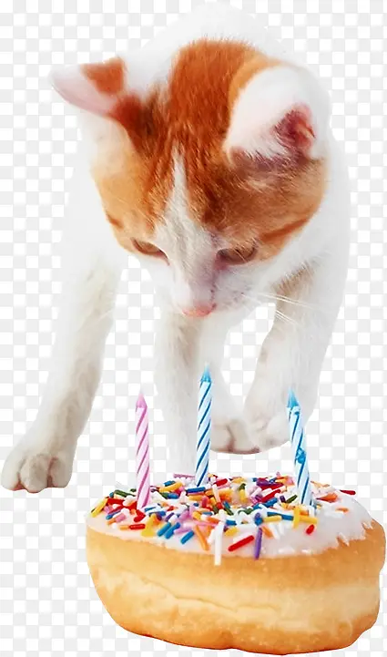 猫咪生日蛋糕