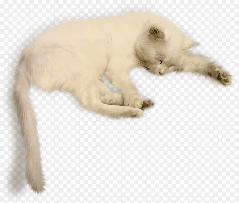 可爱白毛小猫