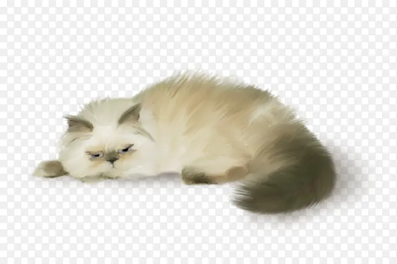 白色加菲猫