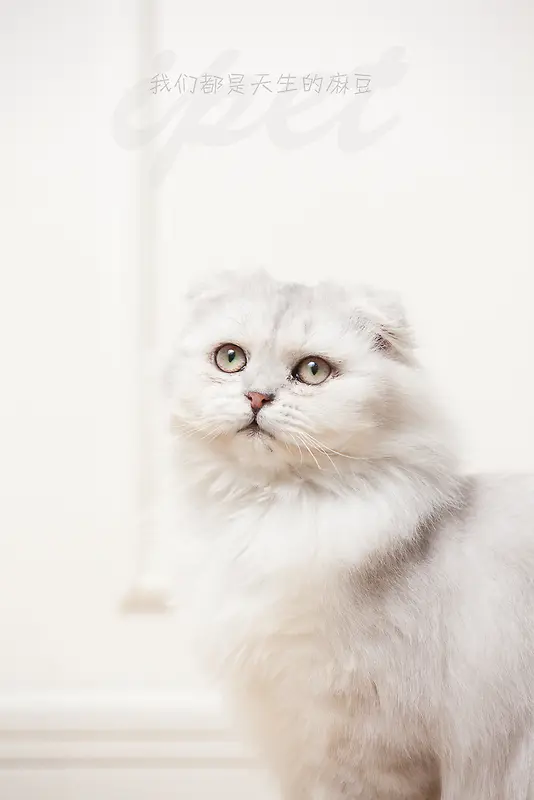 白色抬头的波斯猫素材