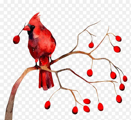 彩色手绘红鸟