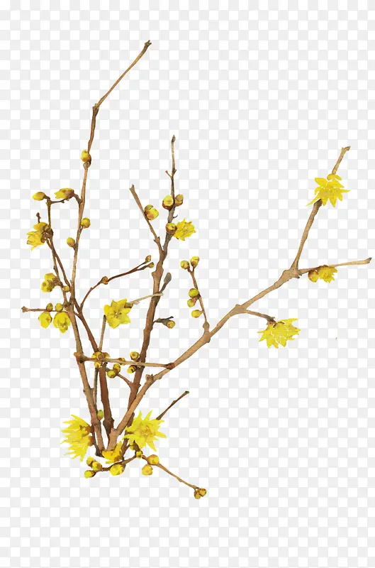 手绘彩绘黄色的花卉树木