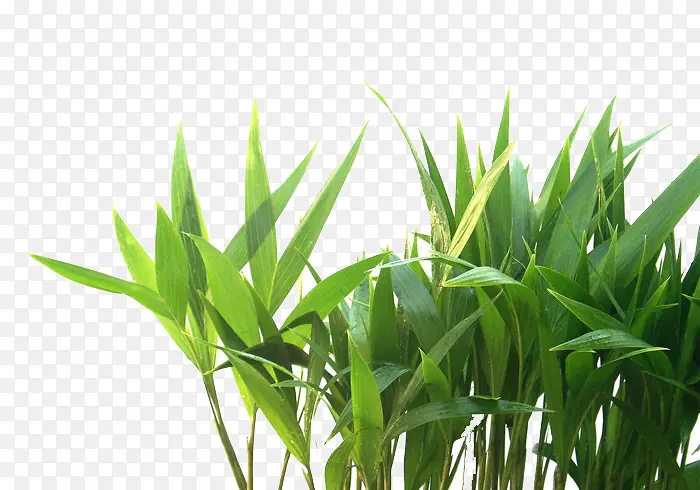 草
