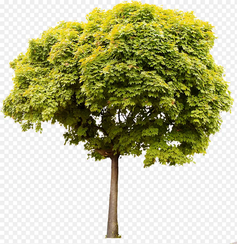 高清摄影绿色小清新树
