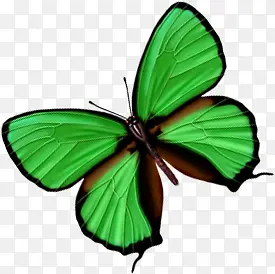 春天清新绿色纹理蝴蝶