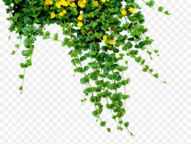 清新夏季植物绿色装饰