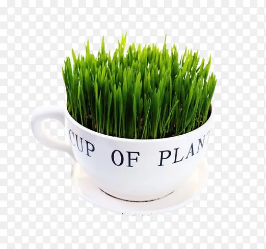清新绿色茶杯植物