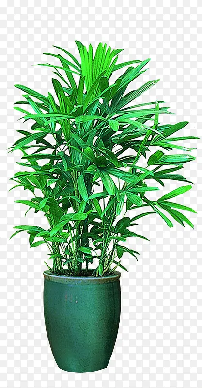 绿色清新植物高清摆件