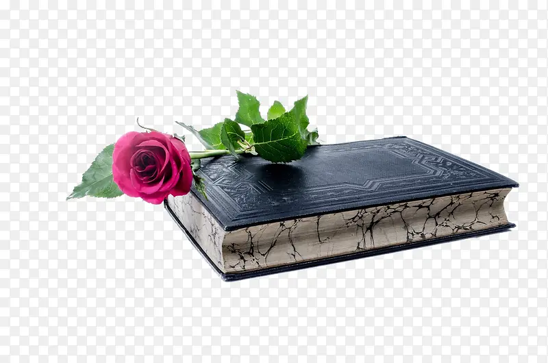 一本书和一朵花