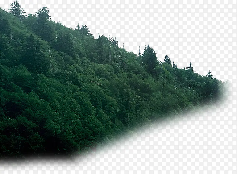 高清摄影室外绿色搭讪森林