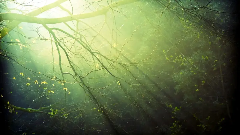 唯美光效光束森林