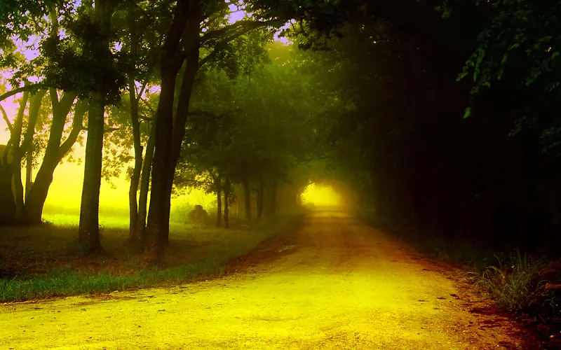 绿色森林下黄色小路