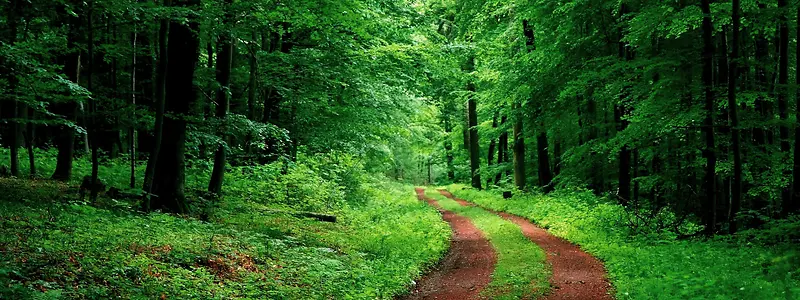 森林植物清新道路