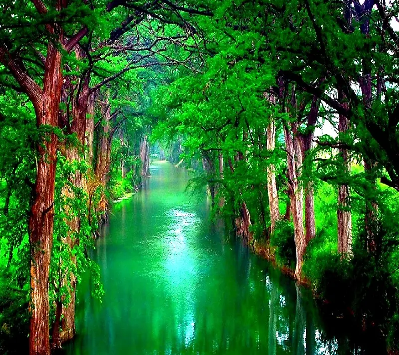 绿色的森林水面清新的户外