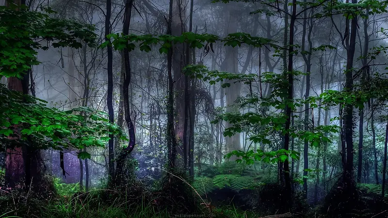 雾朦朦的绿色森林