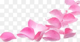 鲜花飘落装饰粉红素材背景图片