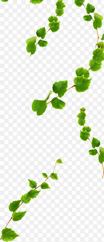 绿色春季花藤植物