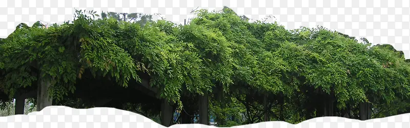 绿树挂藤素材图片