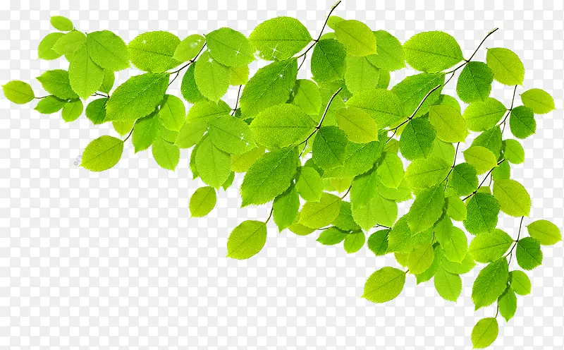 开学季海报绿色树叶