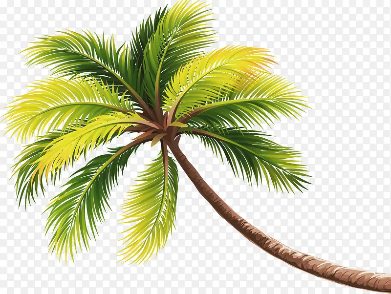 绿色海滩椰子树