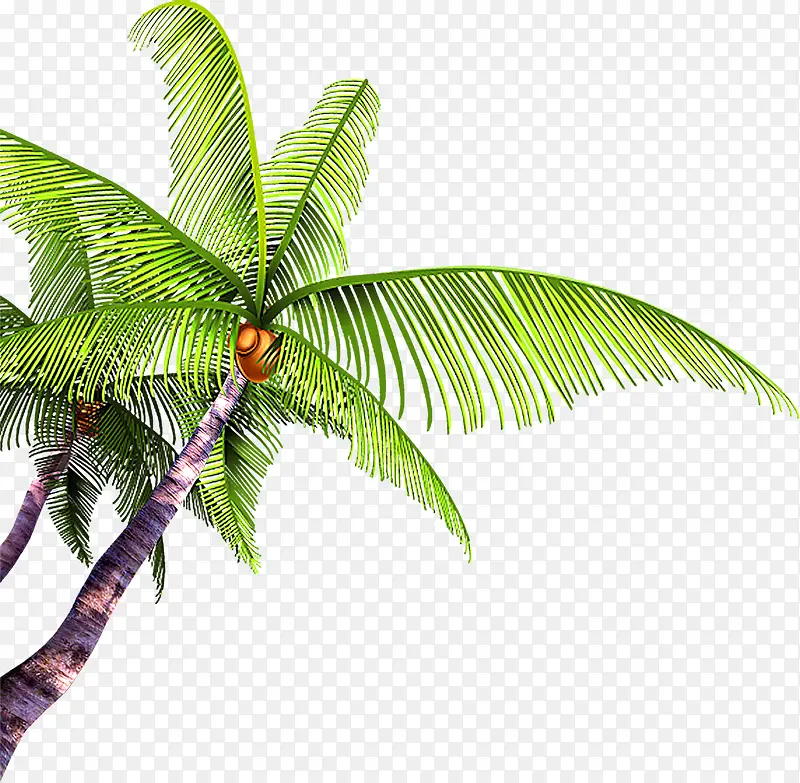 植物绿色夏日海报效果椰子树