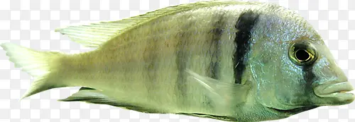 绿黑纹鱼